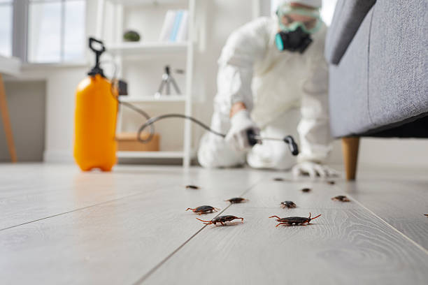 Trusted Cockroach Control service in St. Croix Falls, WI - Nex Pest Control